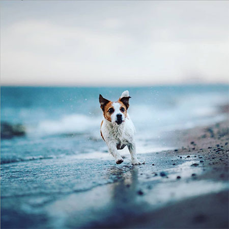 دانلود آهنگ پرنده حجت قائمی